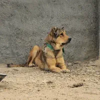 سگ سرابی ذات قدیم