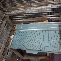 قفس طوطی بسیار سنگین صحیح سالم|لوازم جانبی حیوانات|اردبیل, |دیوار