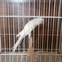 قناری رسمی بلند