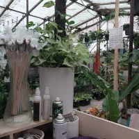 خدمات باغبانی.هرس.سم پاشی.تعویض گلدان