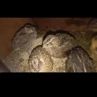بلدرچین پرنده