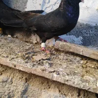 کبوتر ابادانی|پرنده|کرخه, |دیوار