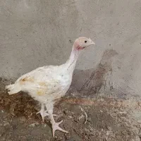 جوجه بوقلمون فوق سنگین درکامیاران 55روزه