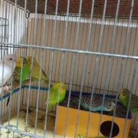 مرغ عشق نر و ماده|پرنده|شیراز, جانبازان|دیوار