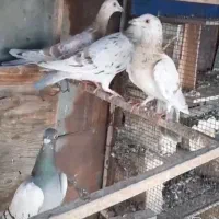 شامی دمسفید زرد هفرنگ خطی|پرنده|کوهین, |دیوار