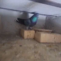 کبوتر|پرنده|قم, هنرستان|دیوار