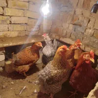 جوجه مرغ محلی