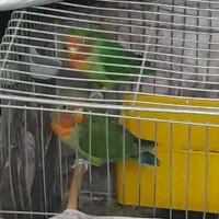 طوطی برزیلی