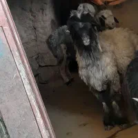 نرمیش کله سیاه شاخی|حیوانات مزرعه|اردل, |دیوار