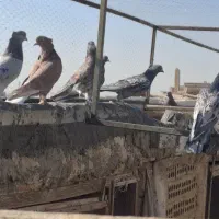 کفتر سرور|پرنده|آران و بیدگل, |دیوار