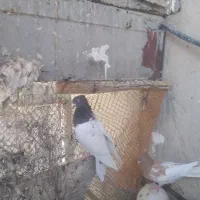 کبوتر کله|پرنده|شباب, |دیوار