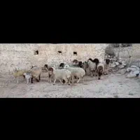 ۱۵ راس برندیل|حیوانات مزرعه|سوق, |دیوار