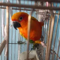 طوطی خورشیدی