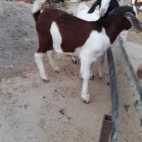 بزغاله دورگ بوئر|حیوانات مزرعه|سمنان, |دیوار