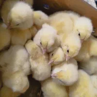 جوجه گوشتی راس ۳۰۸ وزن بالا