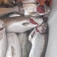پرورش ماهی قزل آلا .