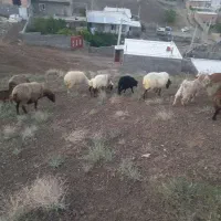 گوسفند فروشی