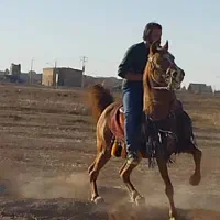 فروش فوق‌العاده  . سیلمی  جوان