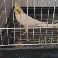 جفت عروس مولد