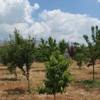 باغ جابان دماوند ابسرد
