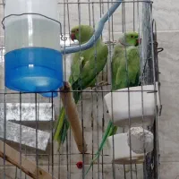 پرنده