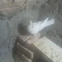 کفتر|پرنده|نیشابور, کوی حسینی|دیوار