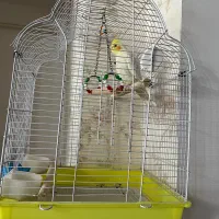 فروش عروس هلندی زیبا|پرنده|خرم‌آباد (تنکابن), |دیوار