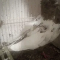 سینه قهوه ای