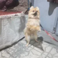 سگه فایبرروباهی