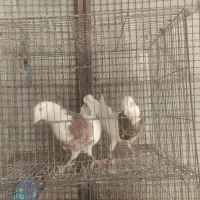 دمگیر و طوقی|پرنده|برخوار, |دیوار