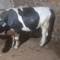 گاو نر خوب عالی|حیوانات مزرعه|چاراویماق, |دیوار