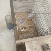پرنده طوطی کوتوله