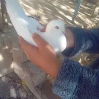 کبوتر تهرونی و پر