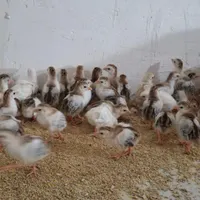 جوجه مرغ و خروس شاخدار دو هفته ای واکسن زده|حیوانات مزرعه|سیرجان, |دیوار