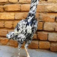 لاری وارداتی