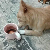 واگذاری سگ پامرین،اسپیتز|سگ|سیرجان, |دیوار