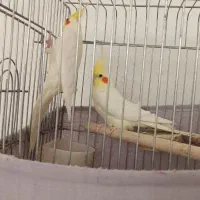 طوطی عروس و برزیلی