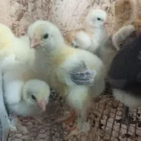 جوجه برهما