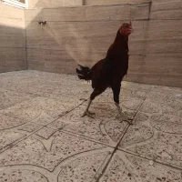 مرغ و خروس لاری افغان|حیوانات مزرعه|قرچک, داوود آباد|دیوار