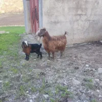 بز و بزغاله