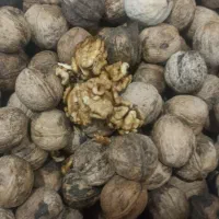 گردوچهارمحالوبختیاری