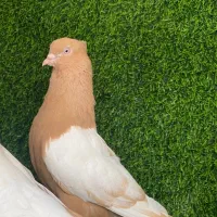 چند جفت کبوتر اس بندرلنگه