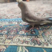 عروس هلندی|پرنده|تهران, ایران|دیوار