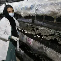 جشنواره تولید ارگانیک صدف سفید