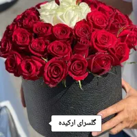گل رز هلندی|گل و گیاه طبیعی|دوگنبدان, |دیوار