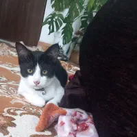 بچه گربه|گربه|کردکوی, |دیوار