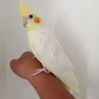 عروس هلندی لوتینو نر دستی چشم شرابی