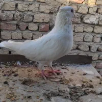 نر سفید کاکل میخ|پرنده|قم, گلزار|دیوار