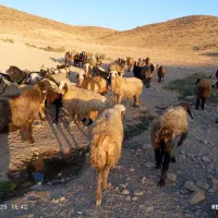 40راس میش داشتی بفروش میرسد