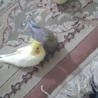 عروس هلندی|پرنده|رودان, |دیوار